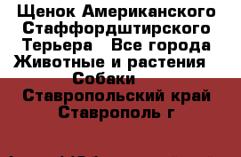 Щенок Американского Стаффордштирского Терьера - Все города Животные и растения » Собаки   . Ставропольский край,Ставрополь г.